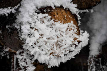 Ice crystals on logs