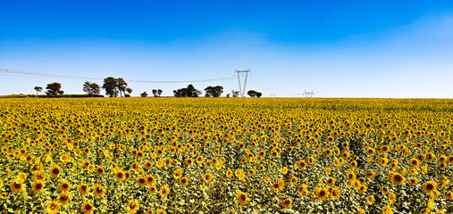 Obraz premium sunflowers in the field