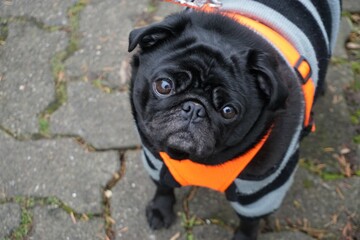 Schwarzer Mops-Hund mit Winterkleidung auf der Straße im Winter