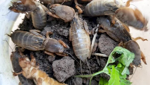 Mole crickets swarm in a glass jar.