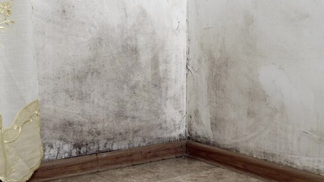 A black fungus in the form of mold grows and spreads on a white wall in a living room in an apartment. Poorly ventilated or unventilated room. It's dangerous to live. Harmful to breathing. Asthma.