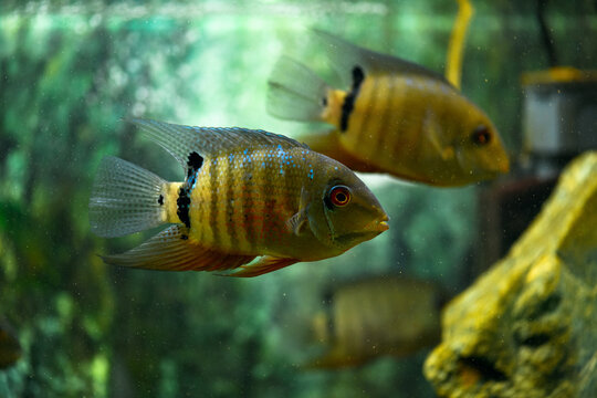 Fish Severum Cichlid in aquarium. Heros efasciatus