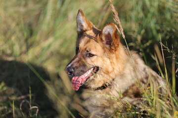Obraz na płótnie Canvas german shepherd dog in the grass