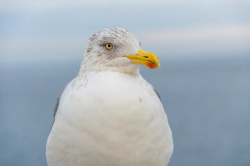  Sea gull on the coast of the winter Baltic Sea