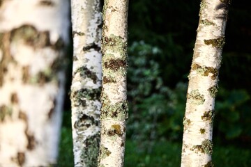 White birch tree trunks in focus on a blurry dark background. White Birch tree trunks on a sunny summer day.  Birch trees in the bright light of sunset close-up. Birch tree trunk texture close-up.