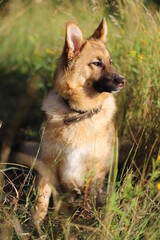 german shepherd dog in the grass