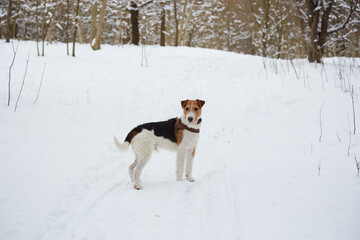 Zabawy z psem na sniegu - obrazy, fototapety, plakaty