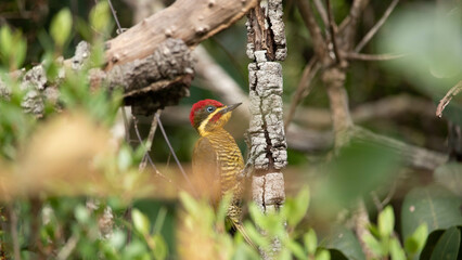 Pica pau dourado. The golden woodpecker is a species of bird in the Picidae family.