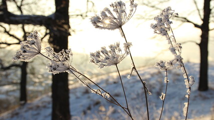 blue, winter, natural, beautiful, season, landscape, outdoor, background, white, nature, frost, snowy, wood, natural landscape, freezing, plant, travel, dark, wallpaper