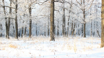 Forest in winter in the daylight of the sun