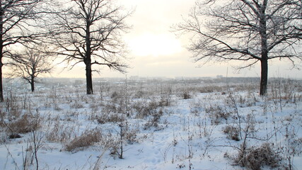 Winter forest in the evening
