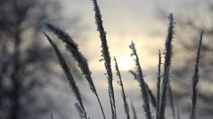 Winter forest in the evening