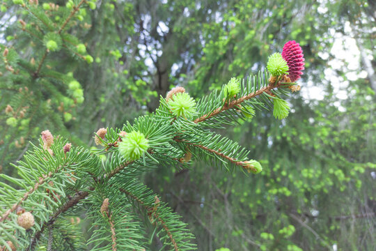 A flowering branch of a spruce with a red cone.