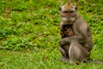 A monkey is looking for food while holding his child who has not dared to get down from his mother's arms. Conservation and wildlife concept