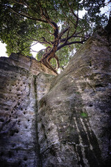 A tree standing on a rocky cliff