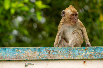 A wild monkey that descended from the mountain due to the eruption, is looking at the situation around it while looking for opportunities to get food around the park