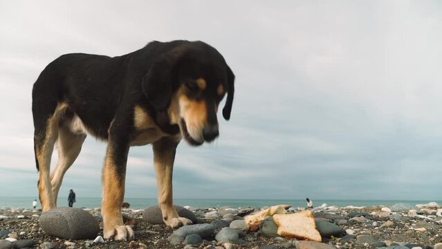 A stray neutered brown dog with a chip in its ear. A sad mutt eats chicken bones on the sea beach. Cloudy day, ocean coast. People and dogs are walking in the distance.