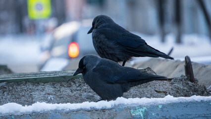 crow on the street