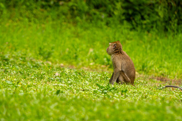 Naklejka na ściany i meble A wild monkey that came down the mountain due to the eruption, is walking in the grass field to look for food, nature and wildlife concept