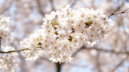 Obraz premium Cherry blossom flower tree