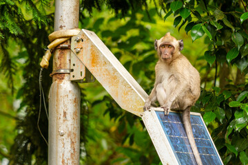 A wild monkey that descended from the mountain due to the eruption, is looking at the situation...