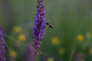 a bee pollinates a flower on a summer day