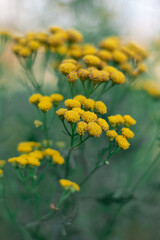 unusual angle of the flower ordinary tansy