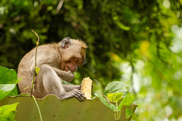 A wild monkey that came down the mountain due to an eruption, is eating leftover corn on the cob in a park