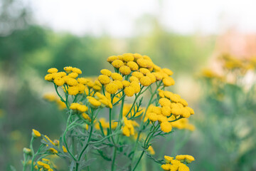 unusual angle of the flower ordinary tansy