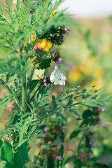 Obraz na płótnie Canvas butterfly on a green wildflower
