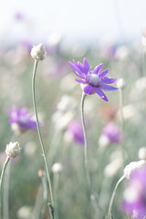 Summer flowers, extremely beautiful