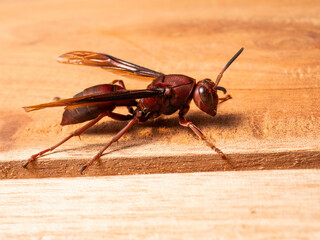 Picture of paper wasp Ropalidia fasciata on a wooden table