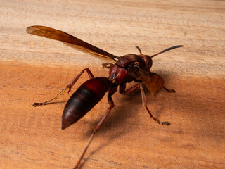 Picture of paper wasp Ropalidia fasciata on a wooden table