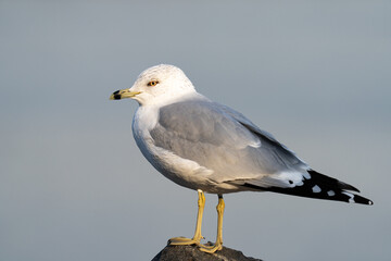 Ring-billed Gull, New York
