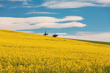 Gelb blühendes Rapsfeld vor blauem Himmel und zwei Pferden
