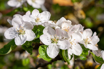 Detailaufnahme Blüten des Apfelbaumes