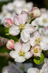 Obraz premium Detailaufnahme Blüten des Apfelbaumes