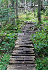 wooden footbridge in green forest