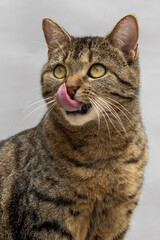 Portrait einer sitzenden Hauskatze dich sich den Mund abschleckt vor neutral grauem Hintergrund