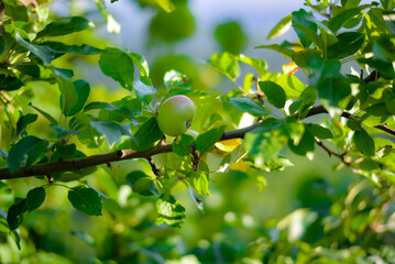 The little apple of paradise is growing on a branch