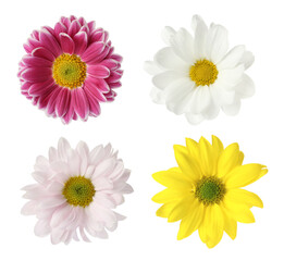 Fototapeta premium Set with beautiful chrysanthemum flowers on white background