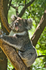 Mature koala resting in a eucalyptus tree in eastern Victoria, Australia

