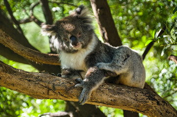 Mature koala resting in a eucalyptus tree in eastern Victoria, Australia