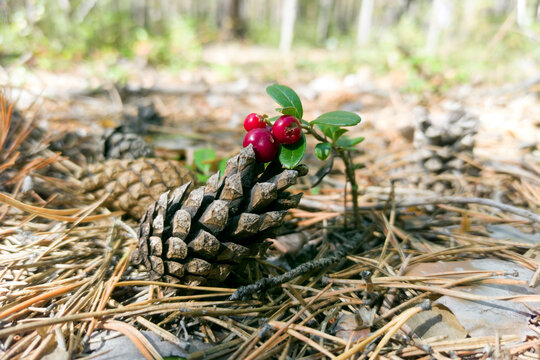 Cowberry, fir cone on a coniferous carpet in the wild forest of Taiga.
