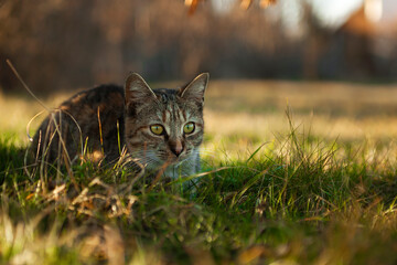 Cat relaxing in grass - 482642328