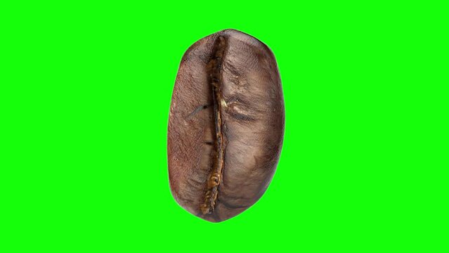 Coffee Bean 3D Model - 360 Rotation Turntable Footage with green screen