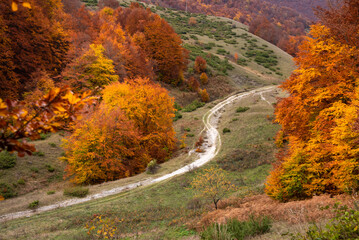 Autumn seasonal landscape with colorful trees and fogliage