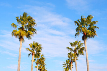 Obraz premium ヤシの木と青空