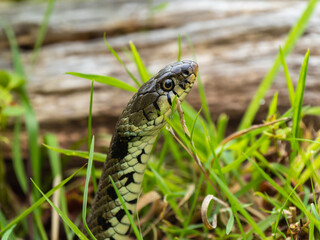 Grass Snake Portrait in Grass