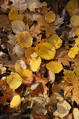 fallen leaves in the forest in autumn, blurred background